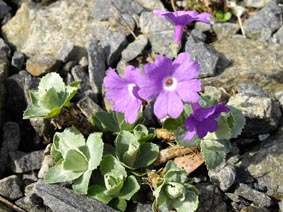 Primula marginata 'Pritchard Var'